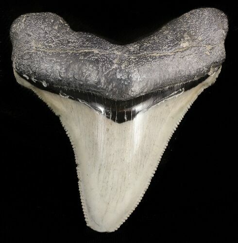 Serrated Megalodon Tooth - South Carolina #47225